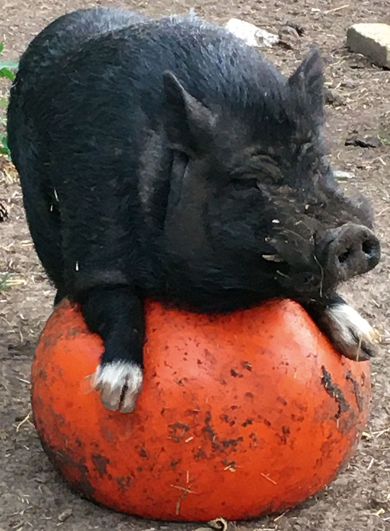 Foto von Michèle Kroll, Tierliebhaberin, Falkensee