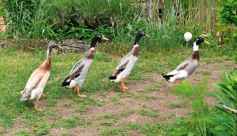 Foto von Michèle Kroll, Tierliebhaberin, Falkensee