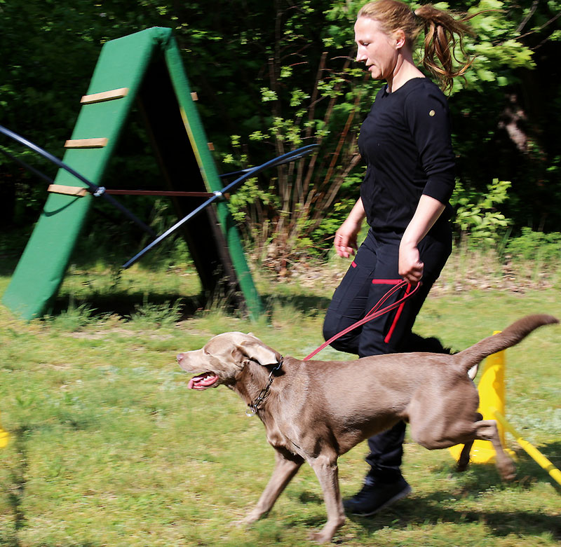 Foto von Marcel Distelkam, Hundesportverein MV Rahnsdorf e.V., Friedrichshagen